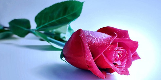 Kadınlar hayız ve nifas hallerinde neleri yapamazlar?