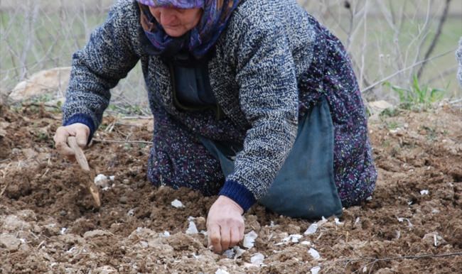Kadınlar, Kadınlar Günü'nü sarımsak tarlasında geçiriyor