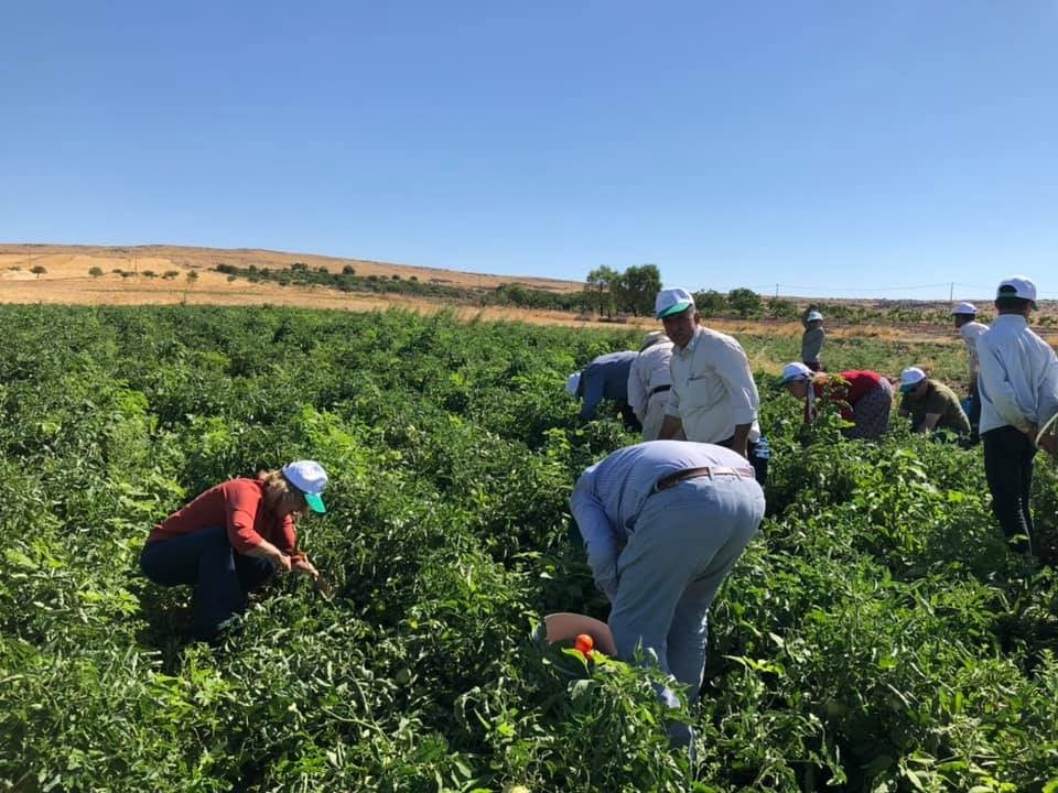 Kadıoğlu çiftçiler ile birlikte hasat yaptı 