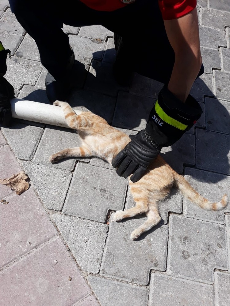Kafası boruya sıkışan kediyi itfaiye kurtardı 