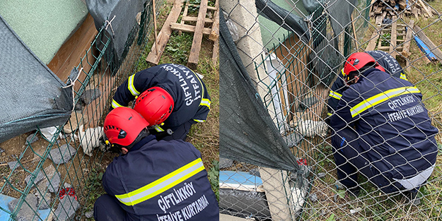Kafası çitlere sıkışan yavru köpeğin imdadına itfaiye yetişti