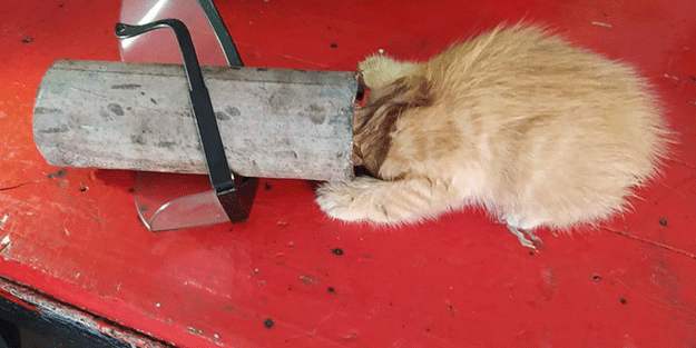 Kafası demir boruya sıkışan kedi kurtarıldı