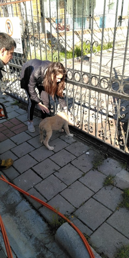 Kafası demir korkuluklara sıkışan yavru köpeği itfaiye kurtardı 