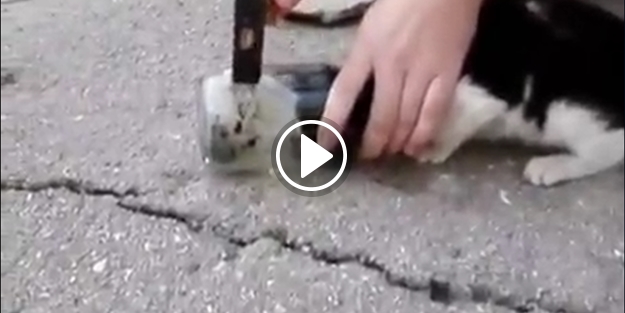 Kafası kavanoza sıkışan kediyi kurtarma operasyonu