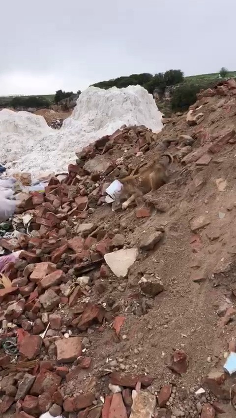 Kafası konserve kutusuna sıkışan yavru köpeğin yardımına jandarma yetişti 