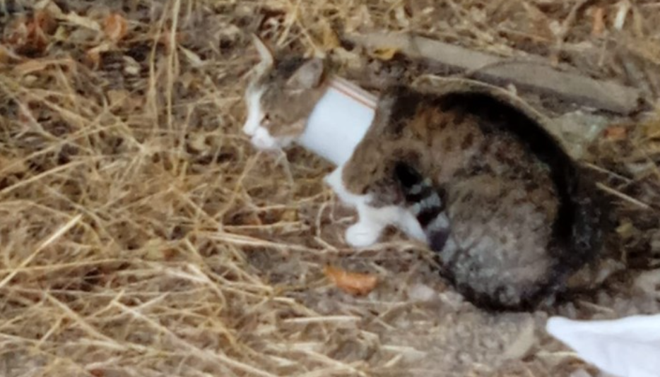 Kafası sıkışan kediyi itfaiye kurtardı