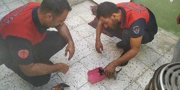 Kafası soba borusuna sıkışan yavru kediyi itfaiye kurtardı