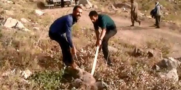 Kafası tenekede kalan ayıyı vatandaşlar kurtardı