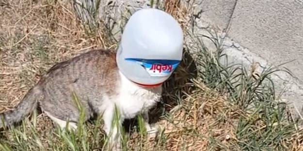 Kafasına kova sıkışan kedi, vatandaşların çabasıyla kurtarıldı