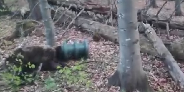 Kafasında plastik bidonla geziyordu! Ayı 17 gün sonra kurtarıldı