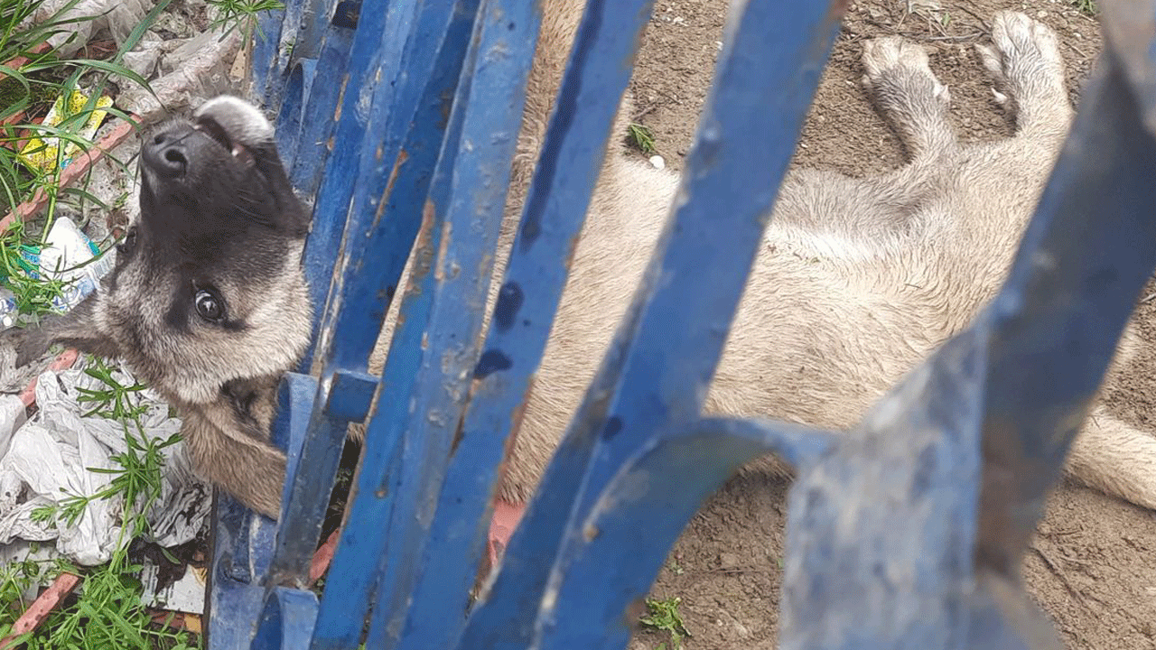 Kafasını demir korkuluğa sokan yaramaz köpeği itfaiye kurtardı