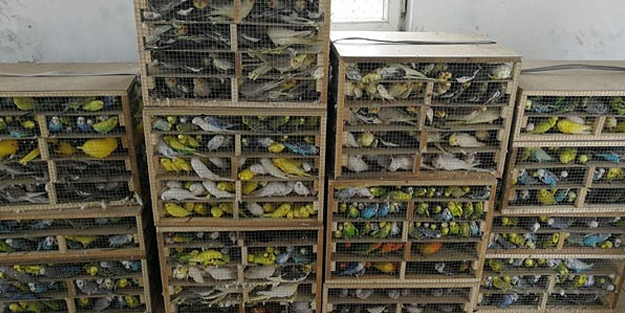 Kafesin içindekileri gören jandarma şoke oldu! Binlerce kuşu...