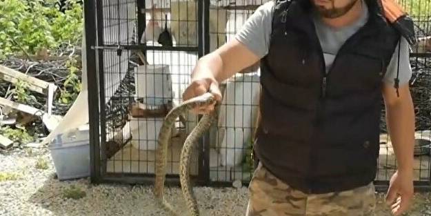 Kafeste güvercinleri boğan yılanı eliyle böyle yakaladı!