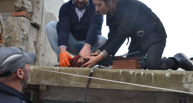 Kafesten kaçan papağanı itfaiye yakaladı