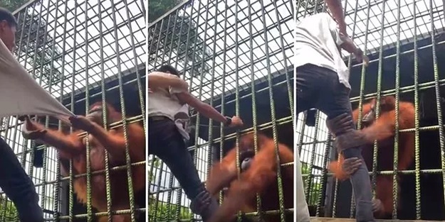 Kafesteyken yakaladı! İzlerken çok gerileceksiniz