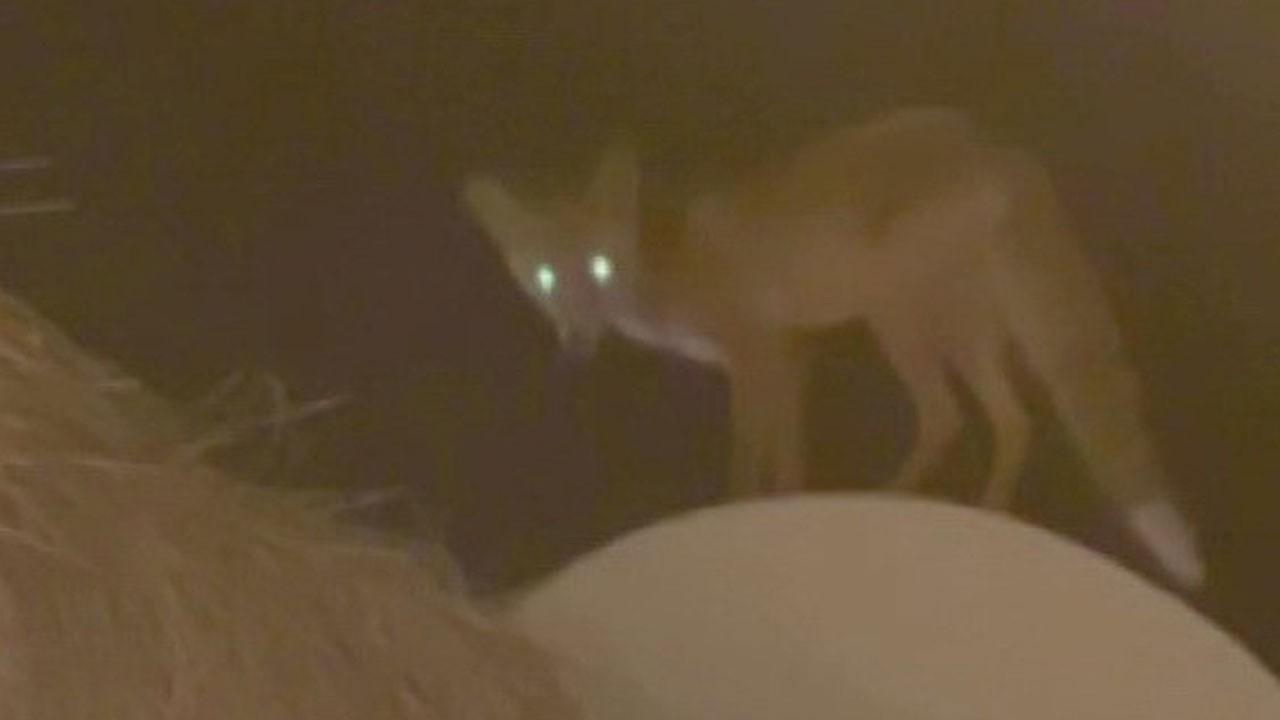 Kafeteryanın çatısına çıkan tilki korkuttu