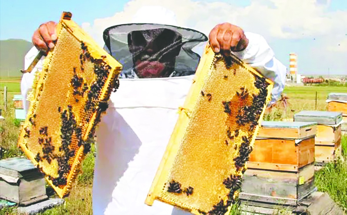 Kafkas arılarının organik saf balında hasat başladı