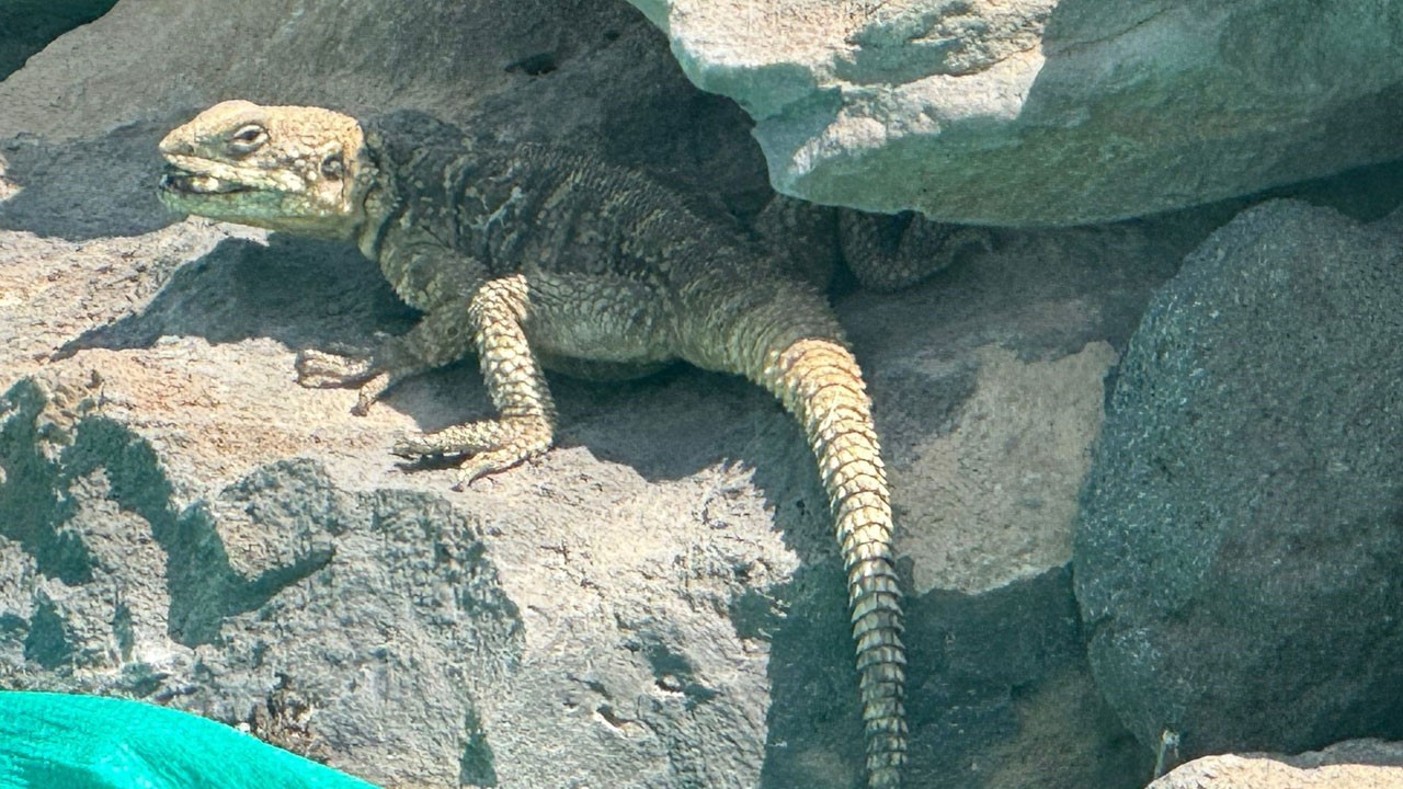 Kafkas keleri avlanırken böyle görüntülendi