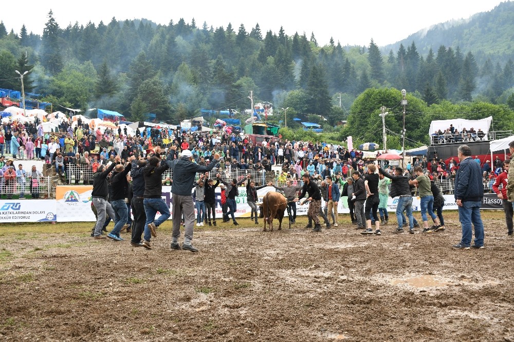 Kafkasör yaylası boğa güreşleri başladı 