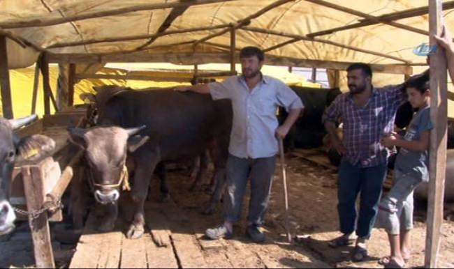 Kağıthane'de 500 kiloluk kurbanlık danayı 5 dakikada çaldılar