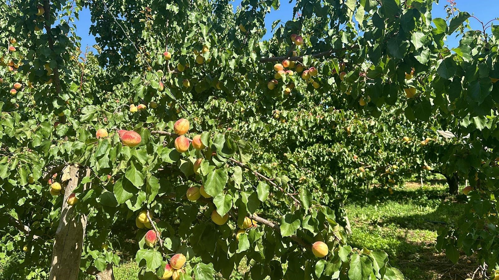 Kağızman’da sarı altın hasadı başladı
