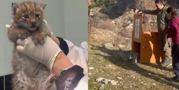 Kağızman'da yavru vaşak Ani, 8 ay sonra doğal ortama bırakıldı
