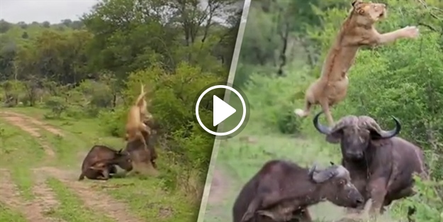 Bufalo, aslanı metrelerce havaya fırlattı!