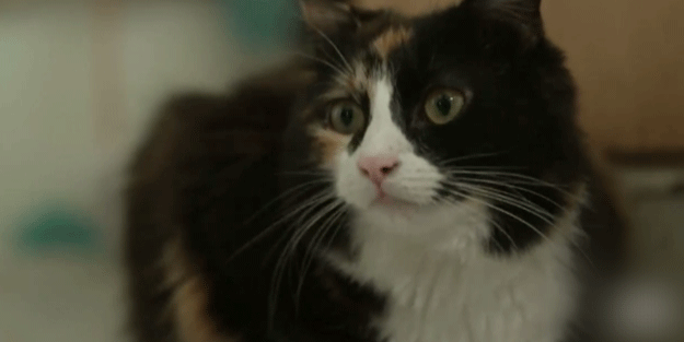 Kahraman kedi! Diyabet hastası sahibinin hayatını kurtardı