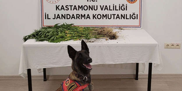 Kahraman köpek 3 uyuşturucu şüphelisini yakaladı