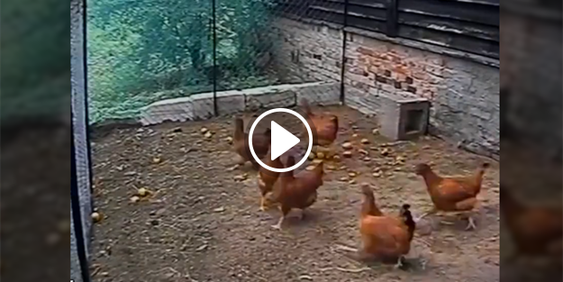 Kahraman köpek kümese saldıran tilkiyi böyle kovaladı