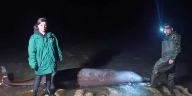 Kahramanmaraş depremi sonrası balinaların görüntüsü şok etti