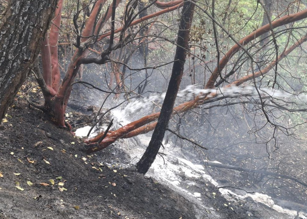 Kahramanmaraş’ta 5,5 hektar yangından zarar gördü