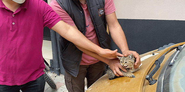 Aracın motor bölümüne sıkışan kedi yavrusunu itfaiye kurtardı