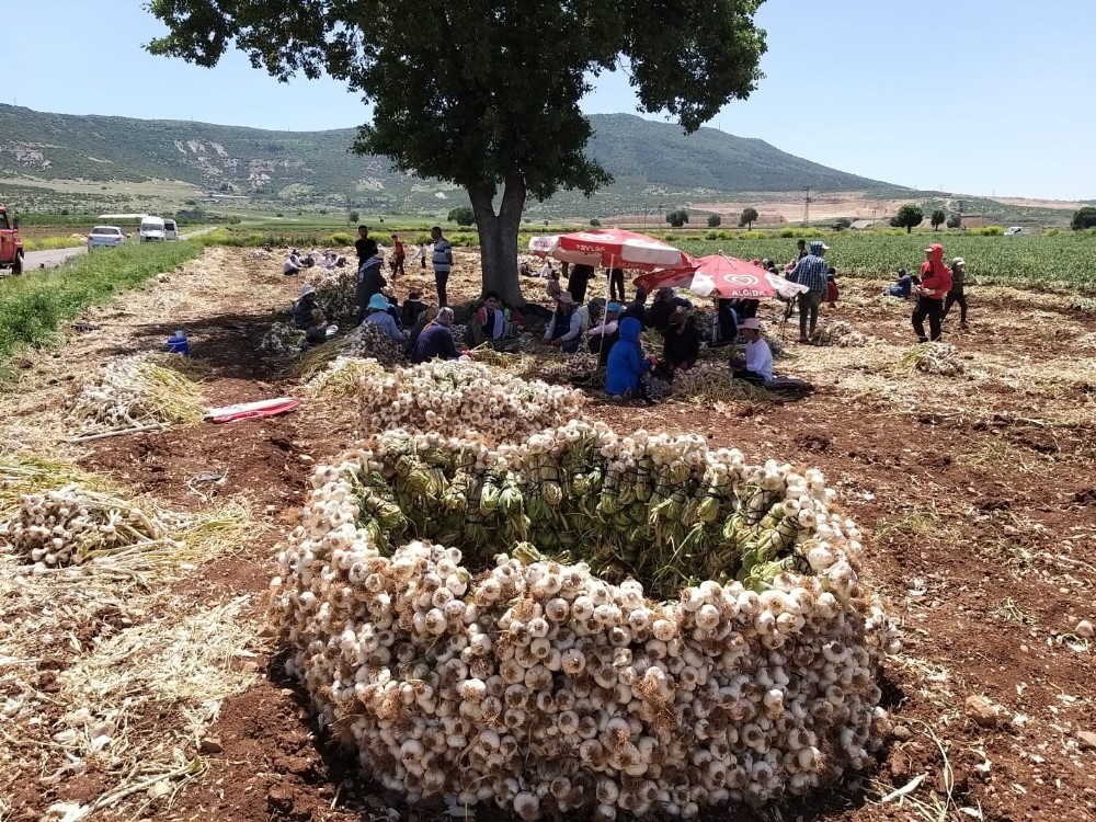 Kahramanmaraş’ta ’beyaz altın’ın hasadına başlandı 