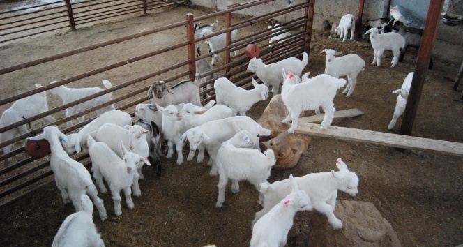 Kahramanmaraş’ta enerji üreten doğa dostu çiftlik