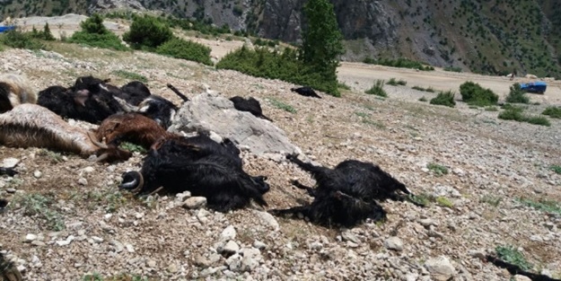Kahramanmaraş'ta feci olay! Onlarca keçi telef oldu