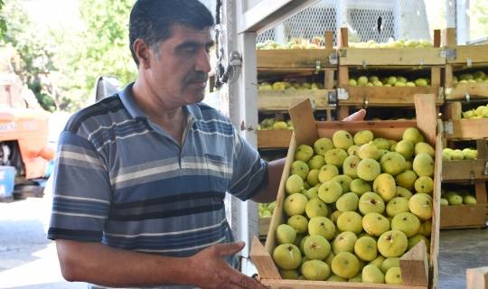Kahramanmaraş'ta güzel gelişme! ‘Abbas inciri’, fiyatı ve kalitesiyle üreticisini sevindiriyor