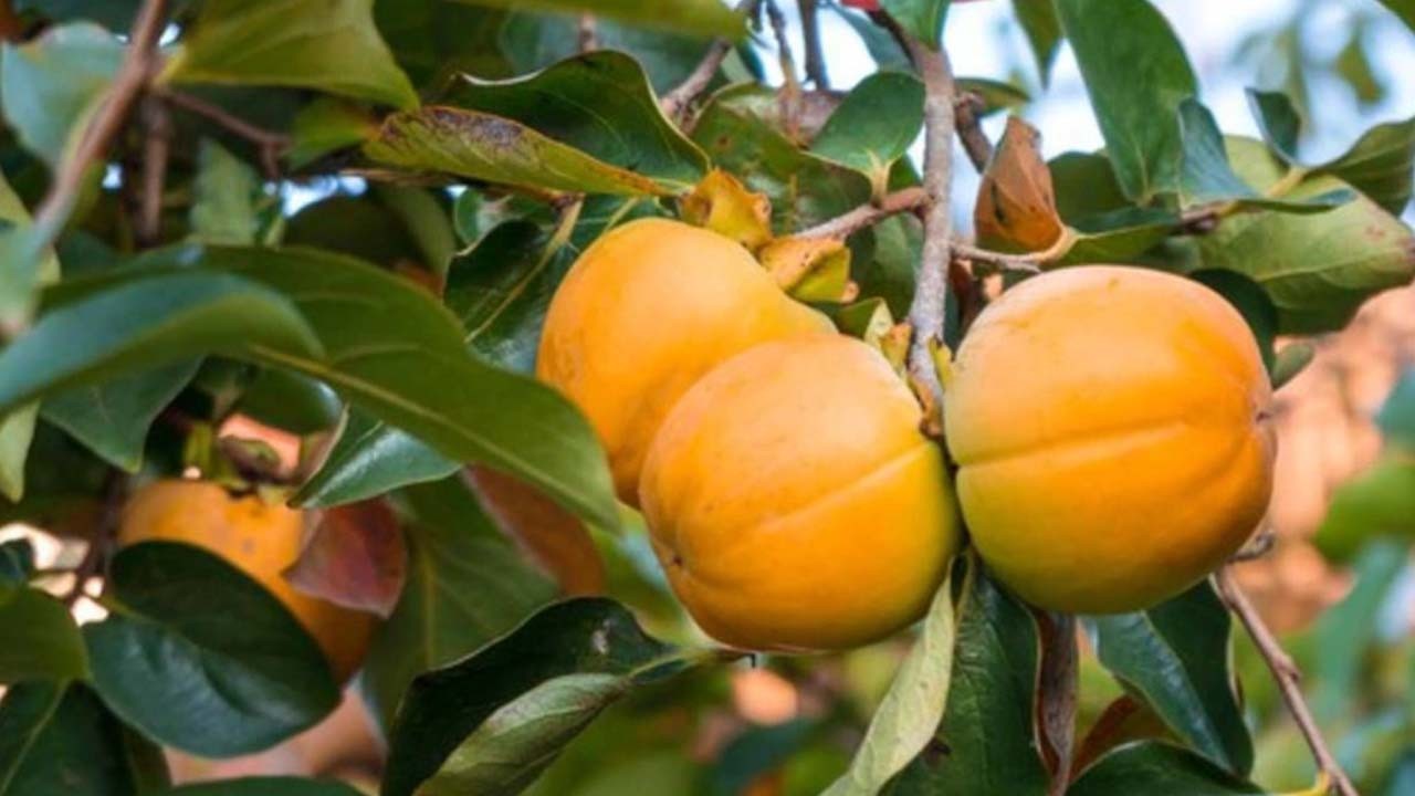 Kahramanmaraş’ta Hasadı Başladı! Türkiye'den Dünyaya kapış kapış satılıyor