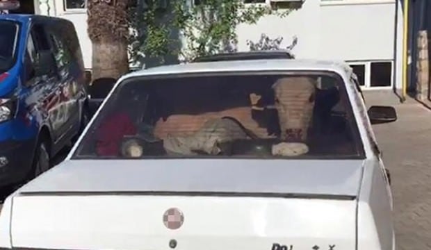Kahramanmaraş'ta kaçan otomobillerden iki inek çıktı!
