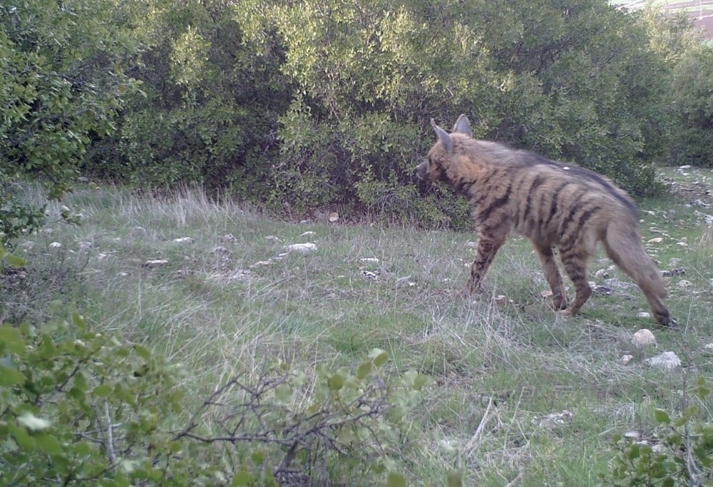 Kahramanmaraş’ta nesli tükenmekte olan çizgili sırtlan fotokapana yakalandı 