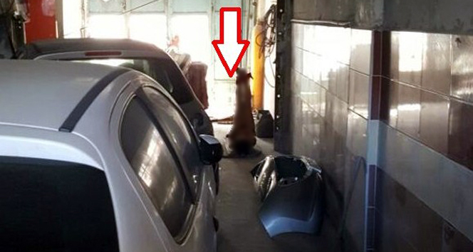 Kahramanmaraş’ta yeğenini ayaklarından asarak işkence etti