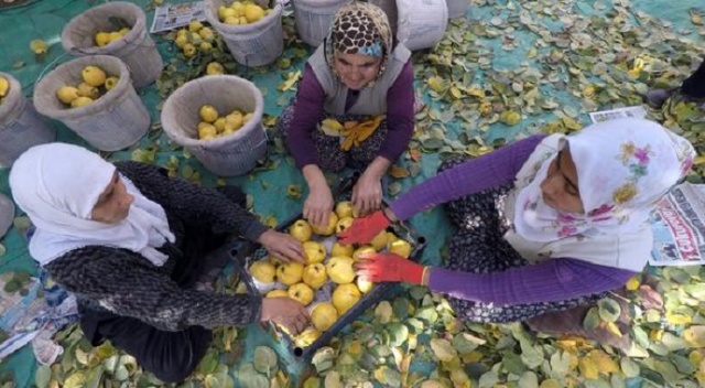 Kahramanmaraş'ta yetiştiriliyor, sarı altın deniyor
