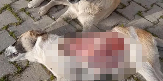 Kahreden görüntü: Yavru köpek derisi yüzülmüş halde bulundu
