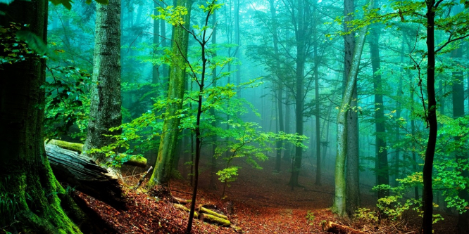 Asırlık ağaçların katledildiği iddiası