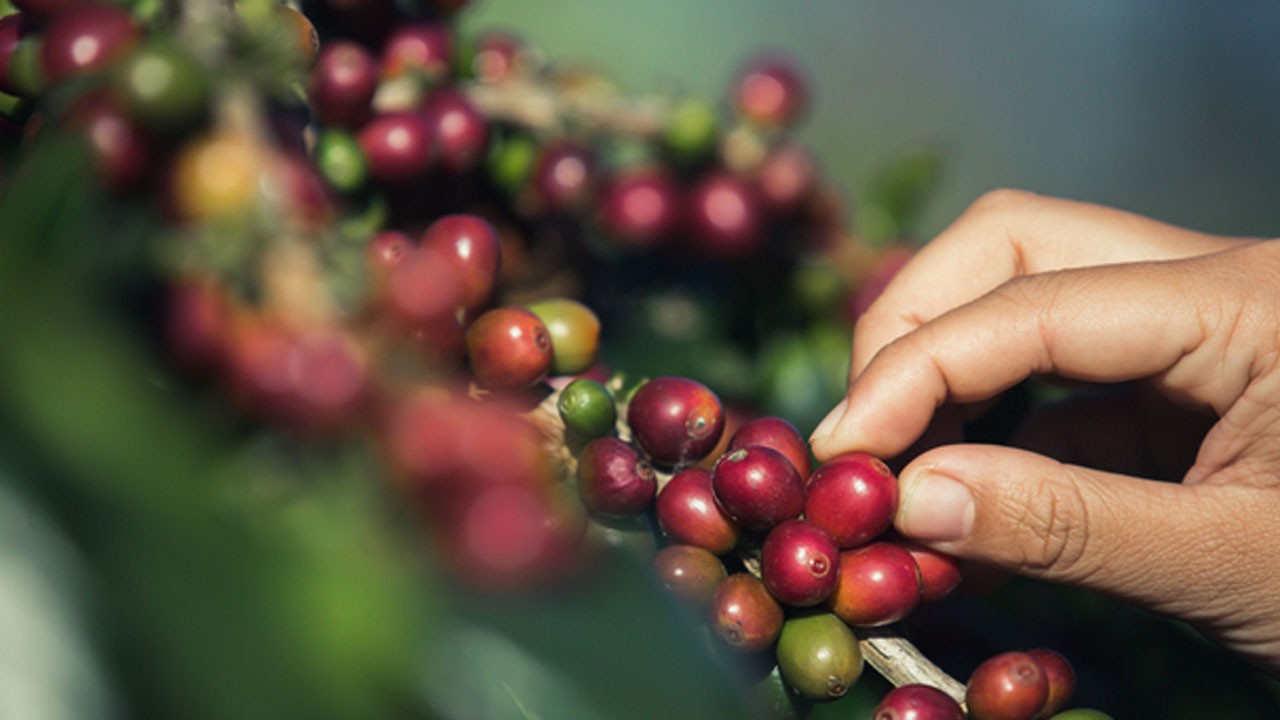 Kahve ithalatında vergi sıfırlandı!