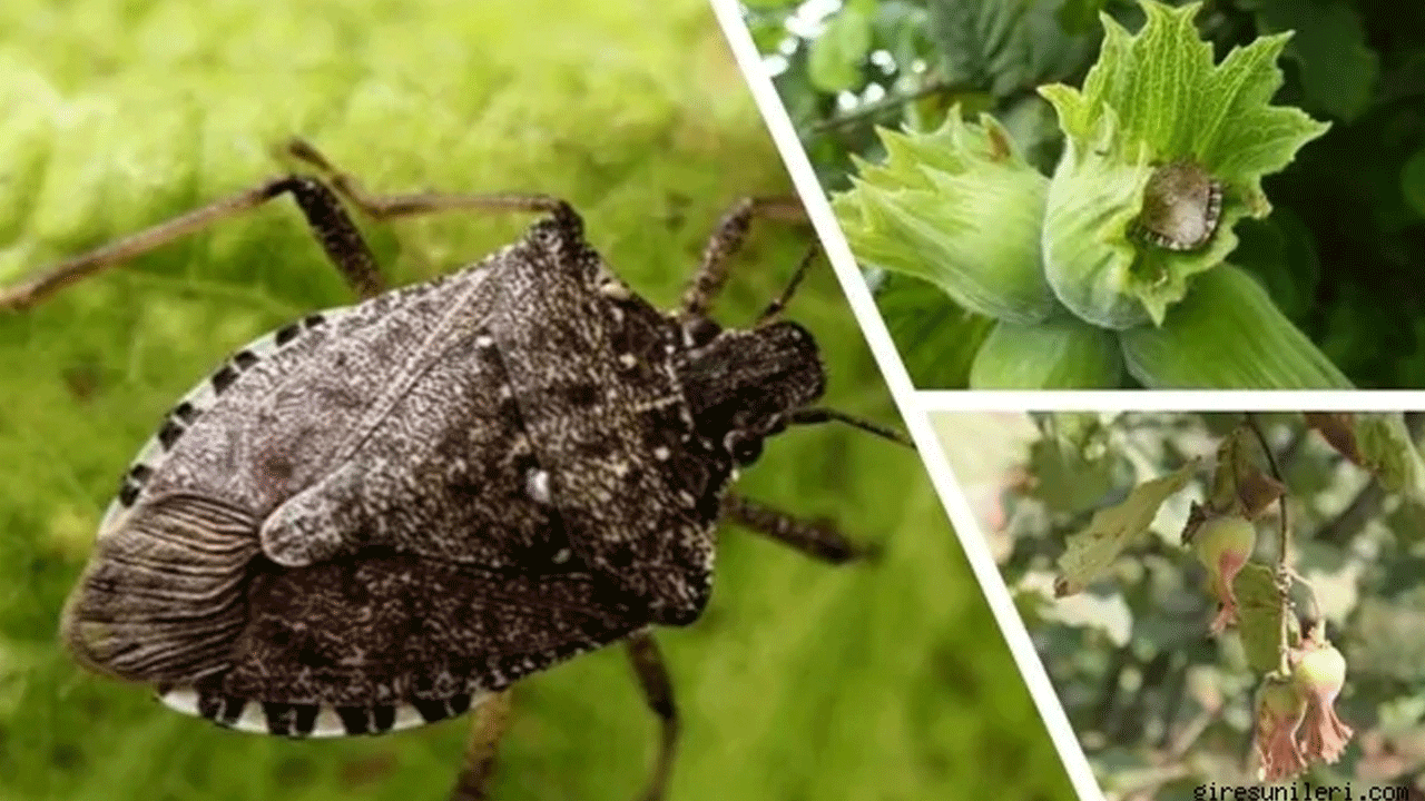 Kahverengi kokarca avına ödül! En çok böceği getirene sürpriz hediyeler