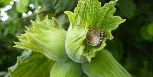Kahverengi kokarca çilesi bitmek bilmiyor!