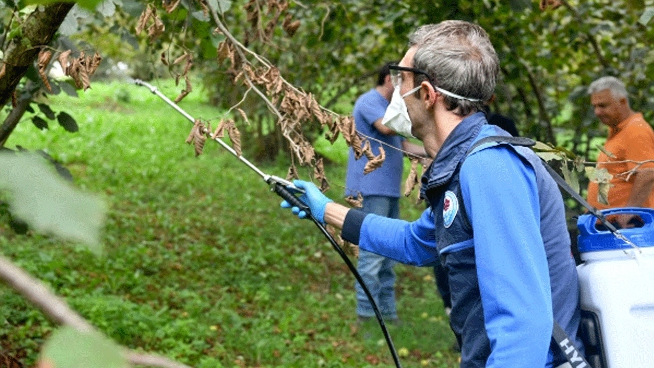 Kahverengi kokarca Giresun’da alarm veriyor! Üreticiler için özel tuzaklar ve ilaçlama seferberliği başlatıldı
