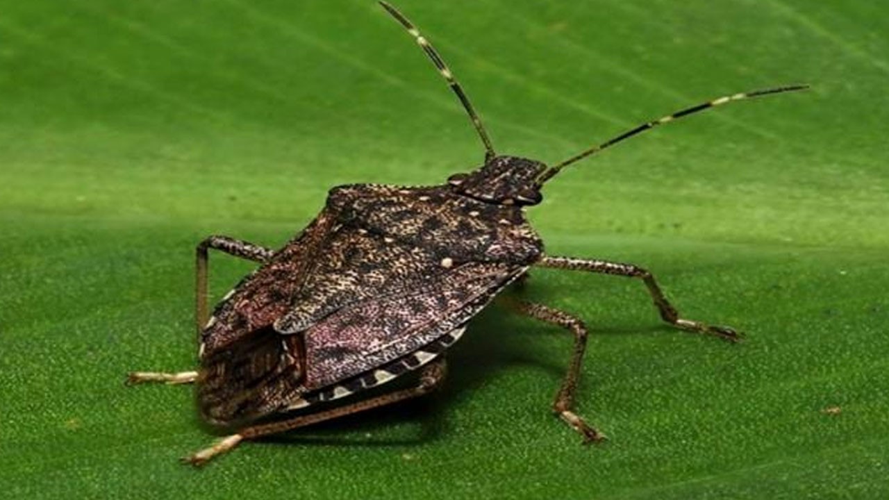 Kahverengi kokarca için ultraviyole ışıkla mücadele yöntemi