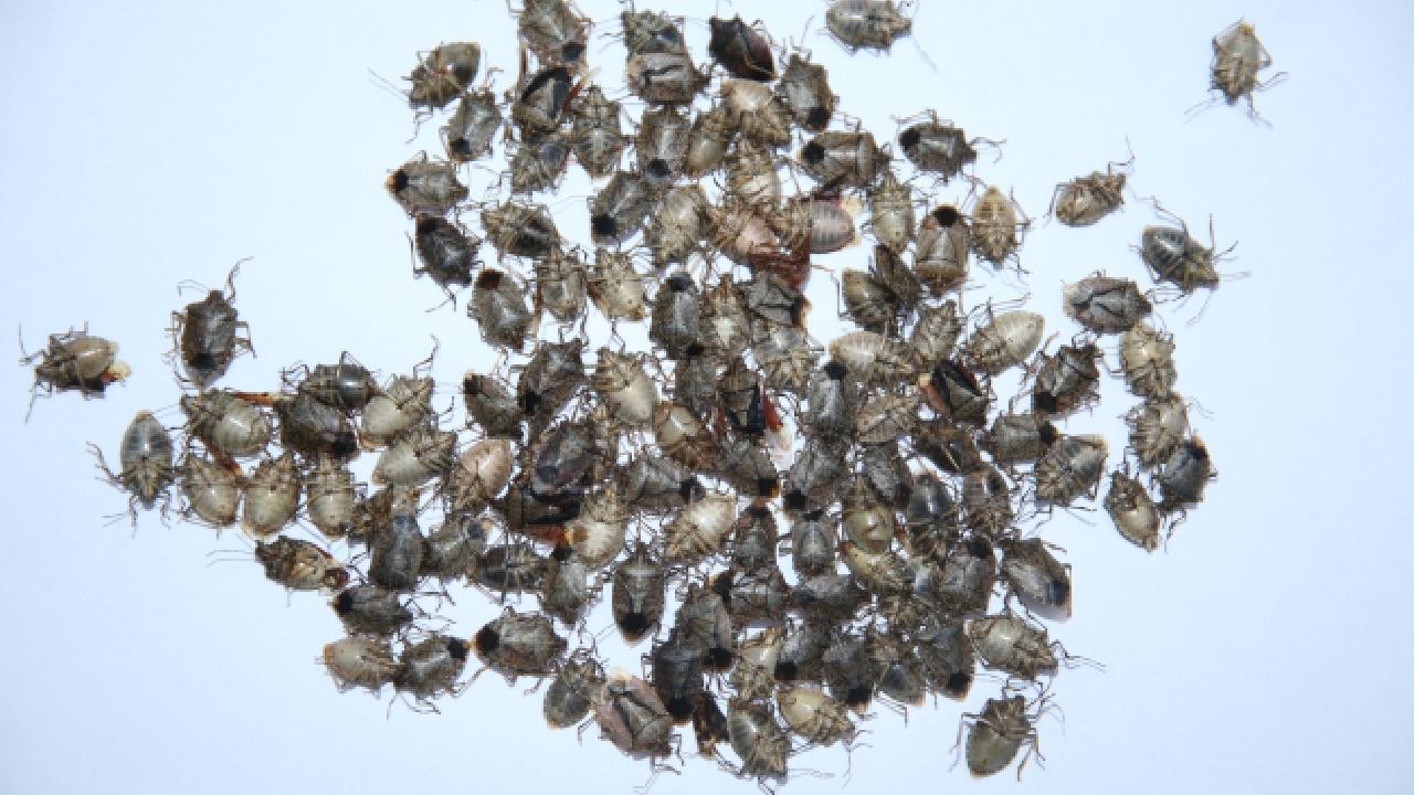 Kahverengi kokarca ile mücadele! 40 bin...